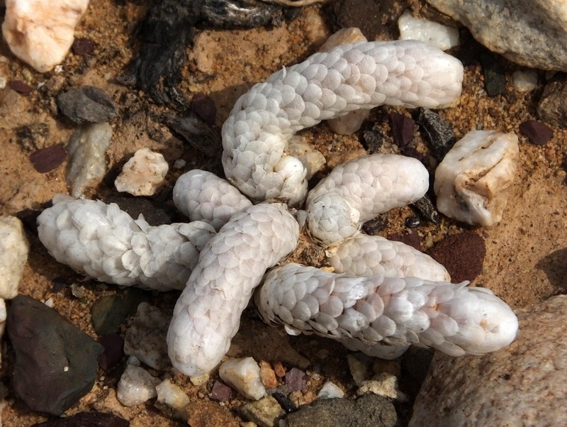Anacampseros papyracea subsp. papyracea photo 4