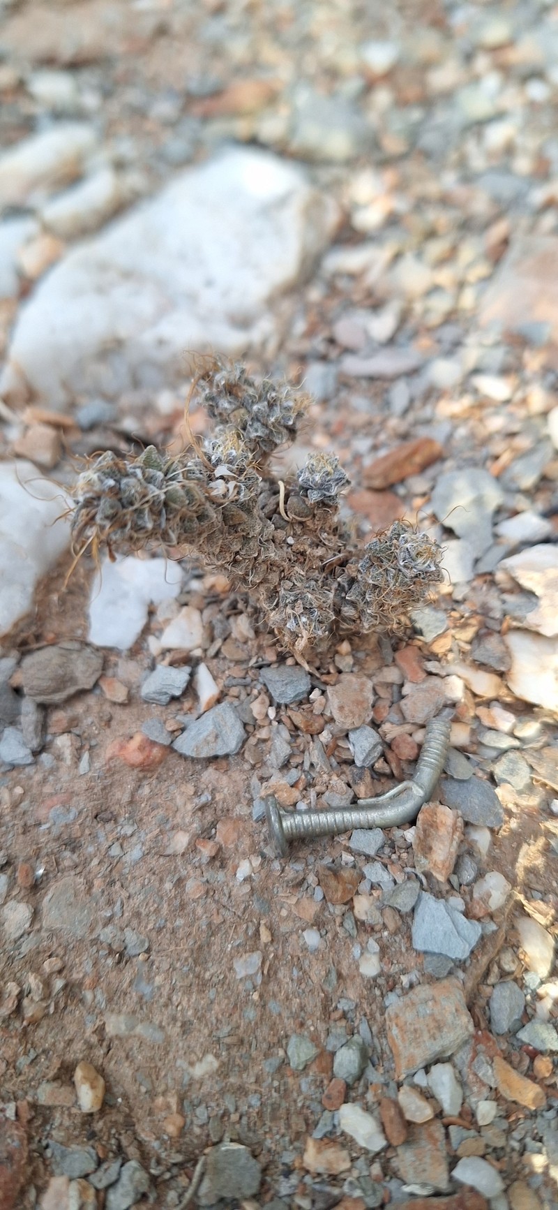Anacampseros paradoxa photo 5