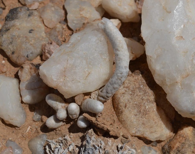 Anacampseros perplexa