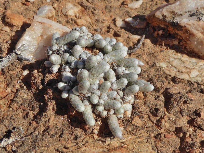 Anacampseros prominens