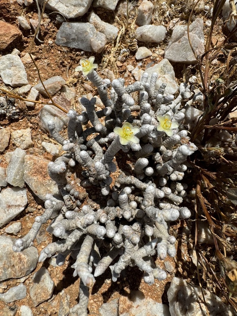 Anacampseros prominens photo 5