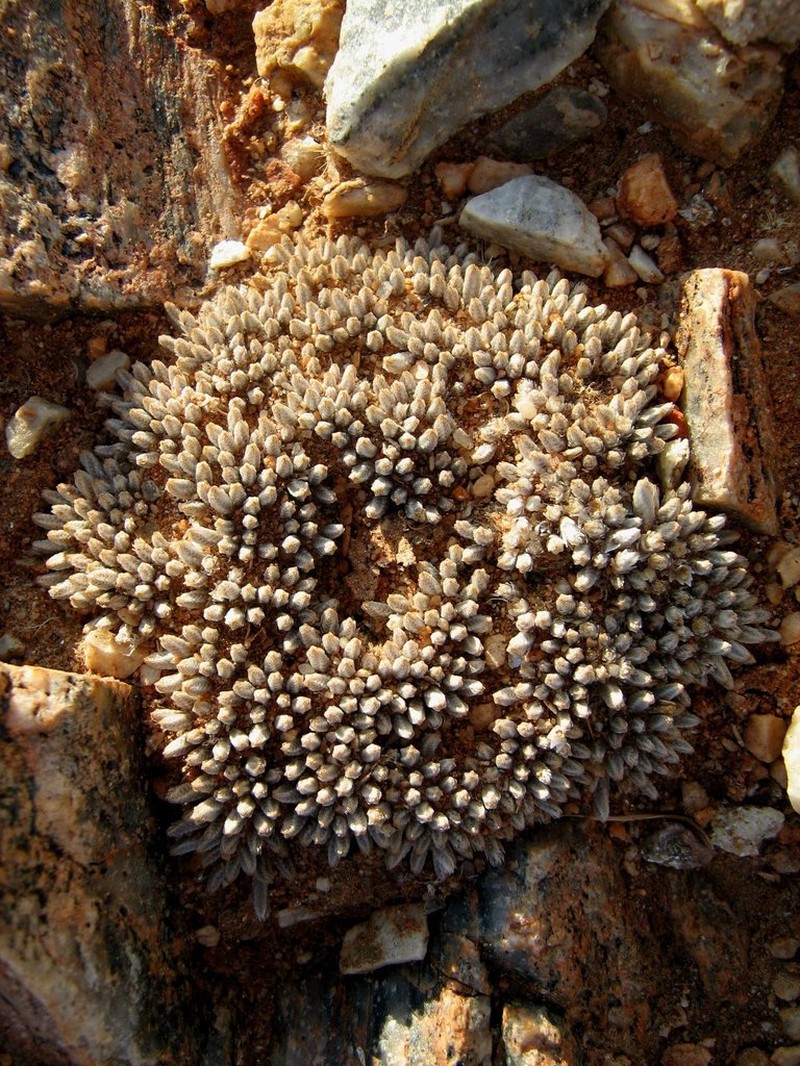 Anacampseros quinaria