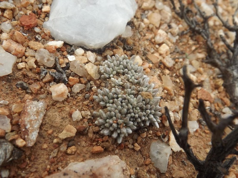 Anacampseros quinaria photo 2