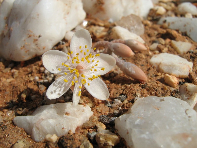 Anacampseros quinaria photo 3