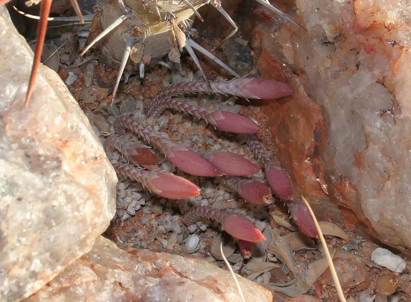 Anacampseros quinaria photo 4