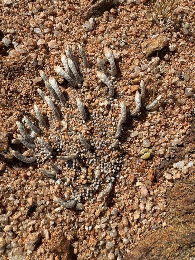 Anacampseros quinaria photo 8