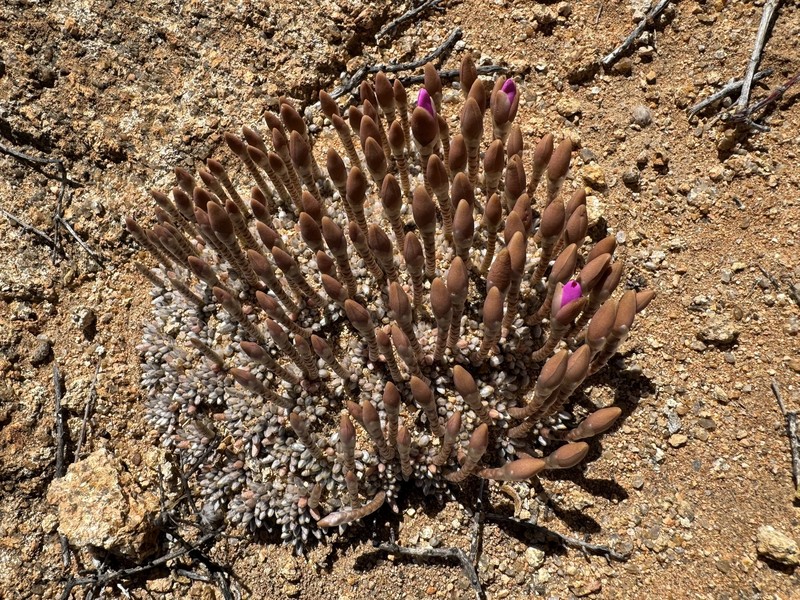 Anacampseros quinaria subsp. quinaria