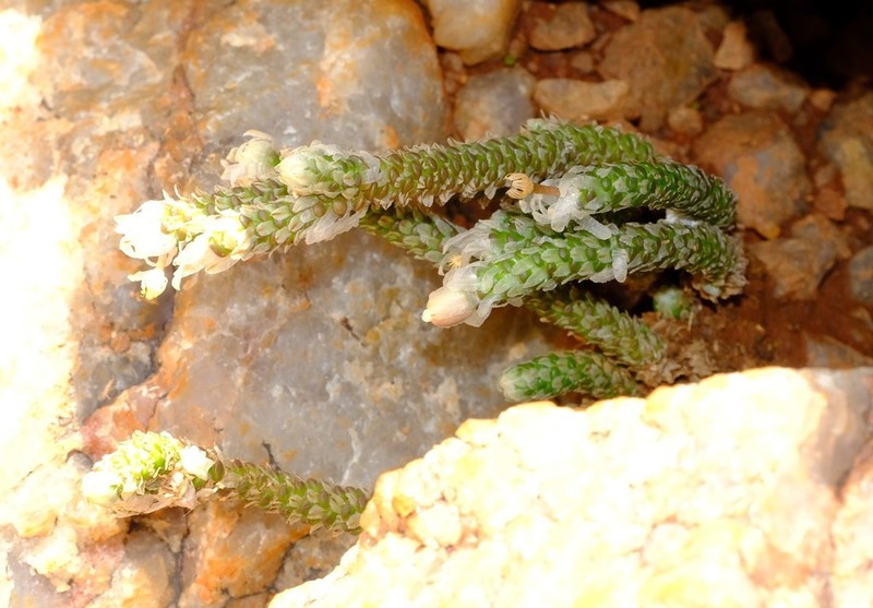 Anacampseros recurvata
