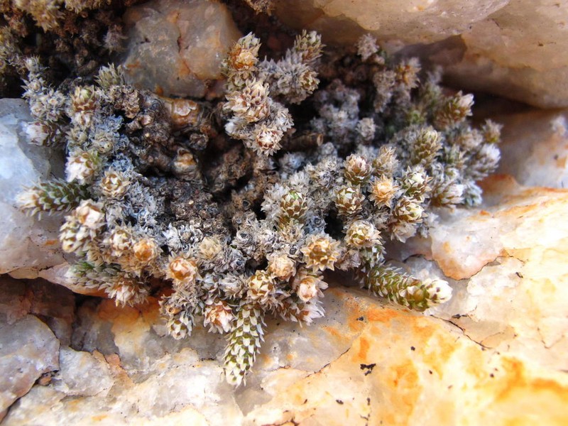 Anacampseros recurvata photo 2