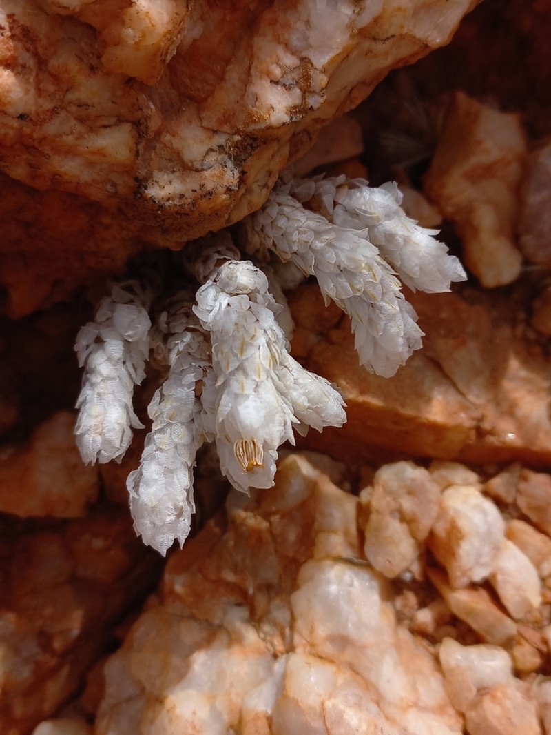 Anacampseros recurvata photo 3