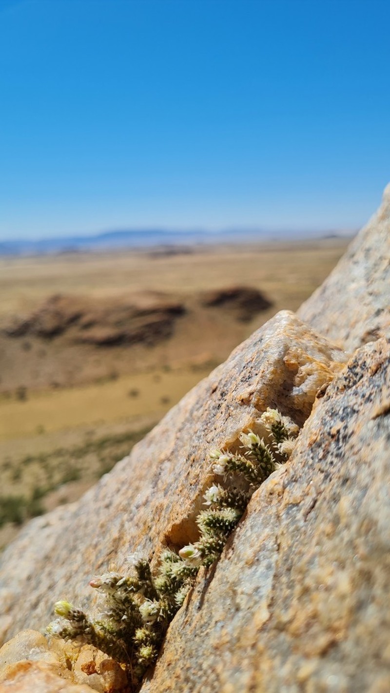 Anacampseros recurvata photo 4