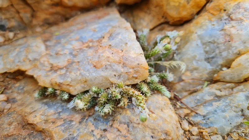Anacampseros recurvata photo 5