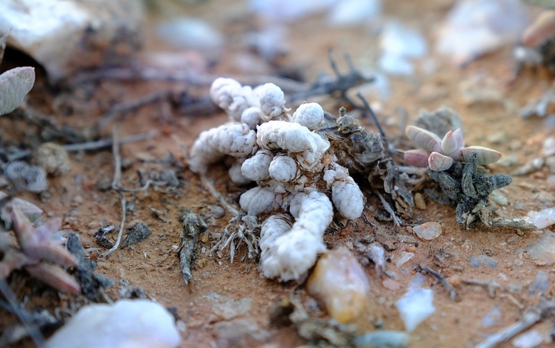 Anacampseros recurvata photo 6