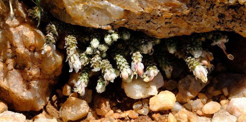Anacampseros recurvata photo 7
