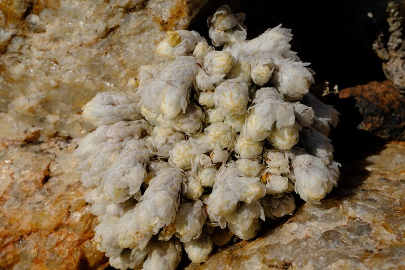 Anacampseros recurvata photo 8