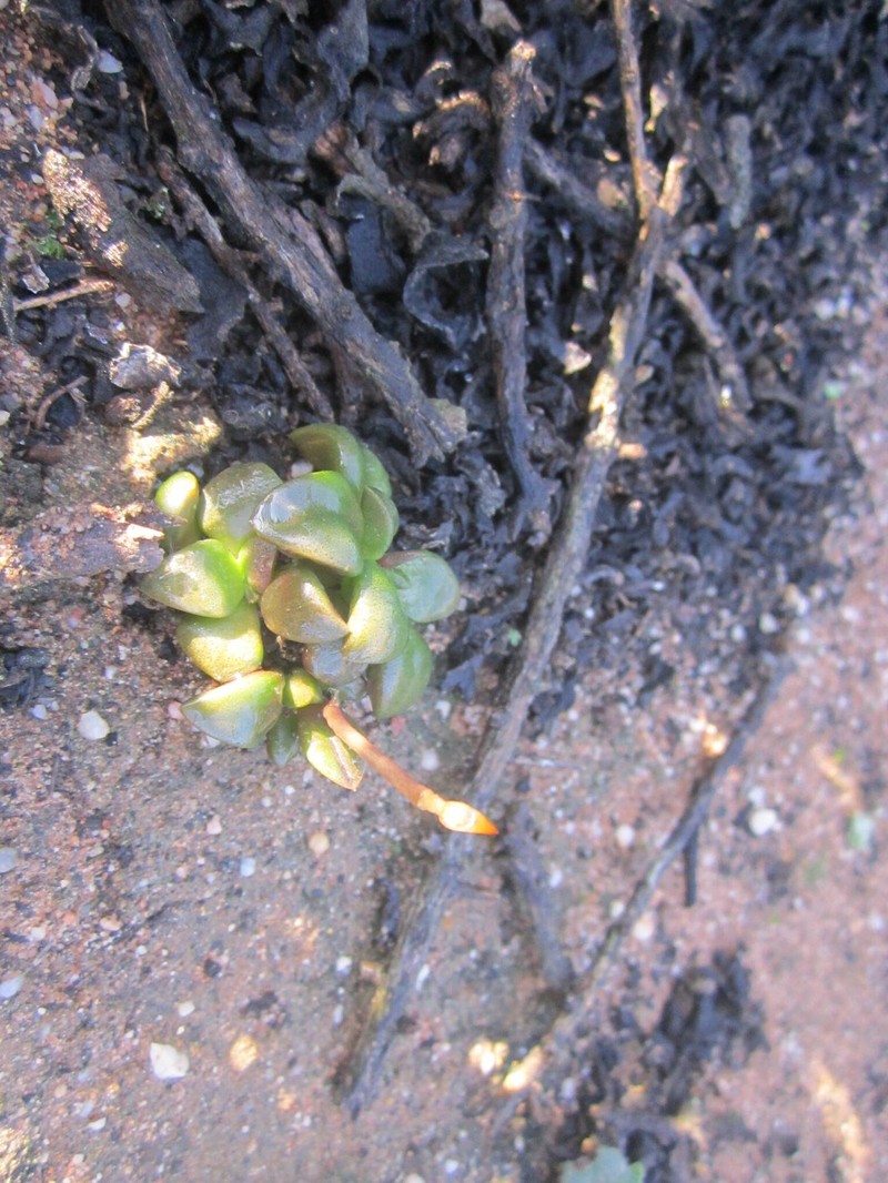 Anacampseros retusa subsp. retusa