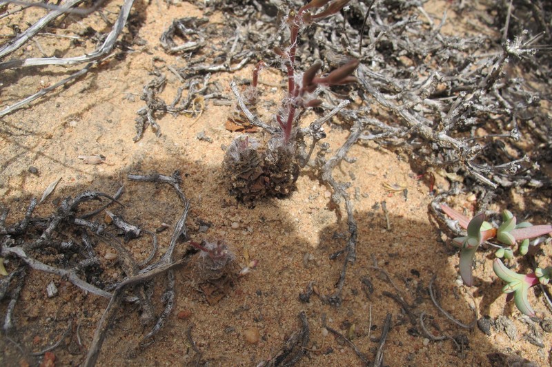Anacampseros retusa subsp. retusa photo 3