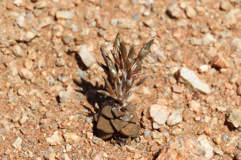 Anacampseros retusa subsp. retusa photo 4