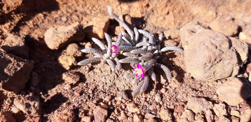 Anacampseros rhodesica