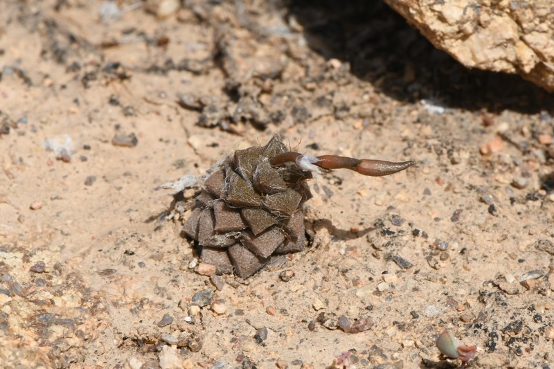 Anacampseros rubroviridis