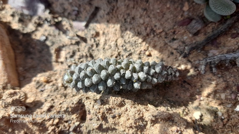 Anacampseros rubroviridis photo 3