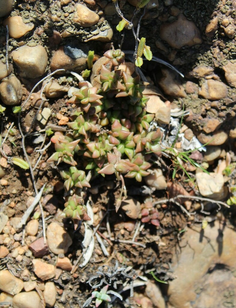 Anacampseros rubroviridis photo 8