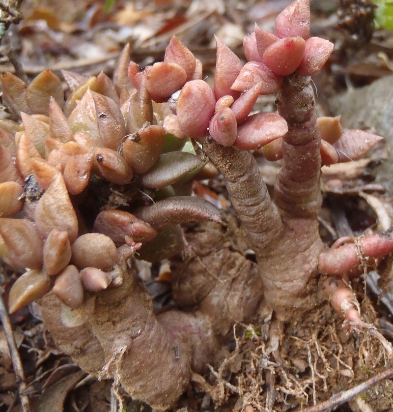 Anacampseros rufescens