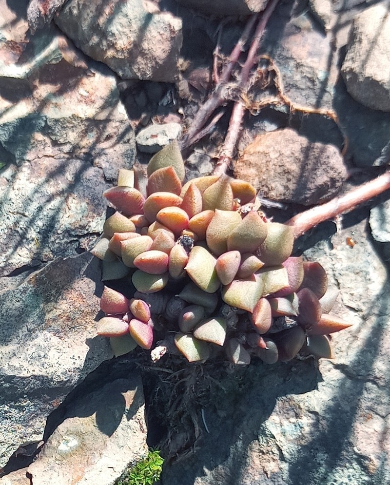 Anacampseros rufescens photo 2