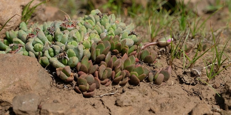 Anacampseros rufescens photo 3