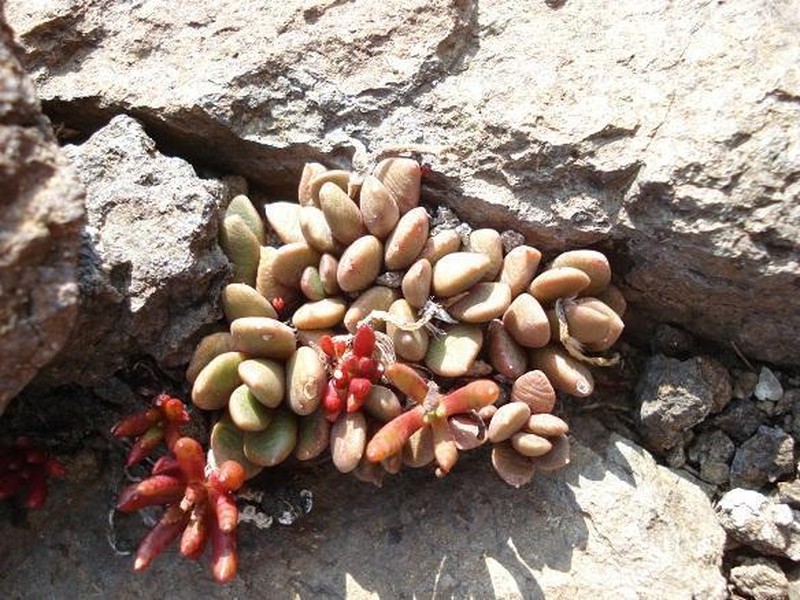 Anacampseros rufescens photo 4