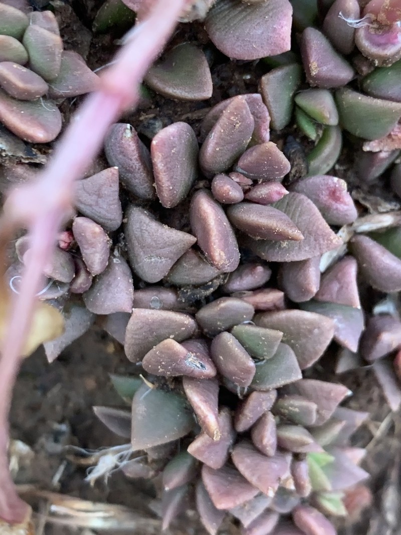 Anacampseros rufescens photo 5