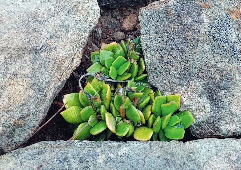Anacampseros rufescens photo 6
