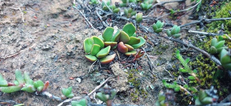 Anacampseros rufescens photo 7