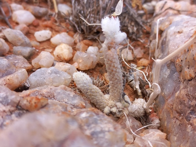 Anacampseros ruschii