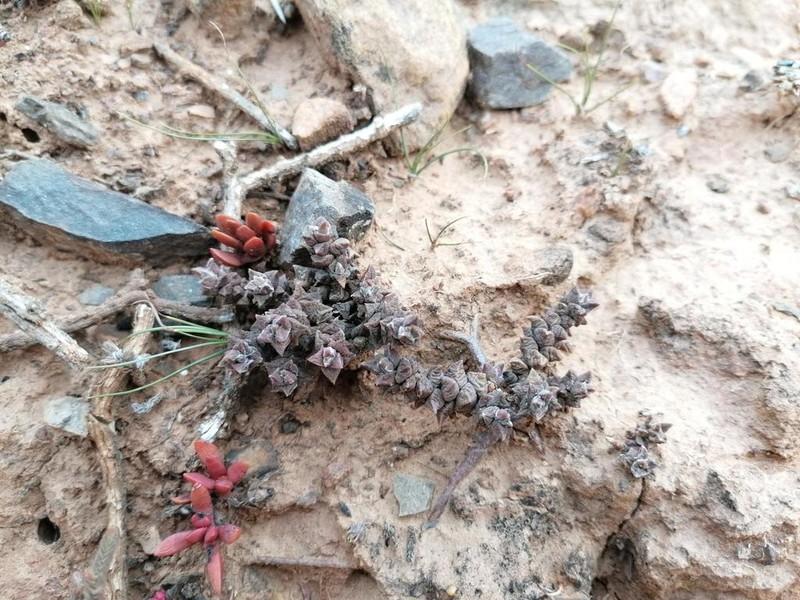 Anacampseros schoenlandii photo 2