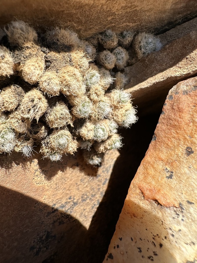 Anacampseros scopata photo 2