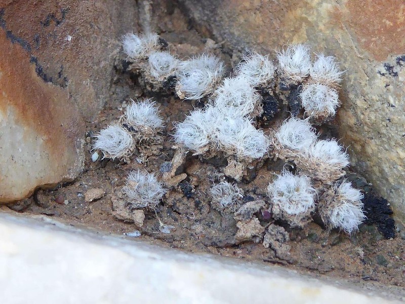Anacampseros scopata photo 3