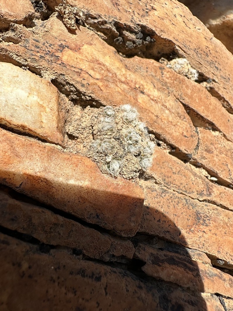 Anacampseros scopata photo 5