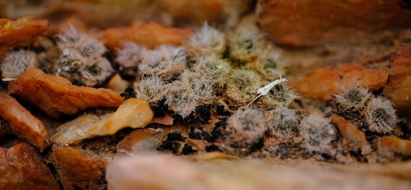 Anacampseros scopata photo 6