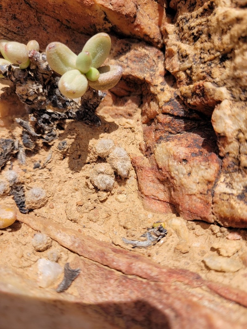 Anacampseros scopata photo 8