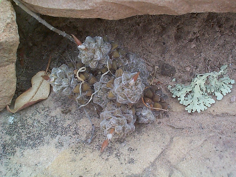 Anacampseros subnuda photo 6
