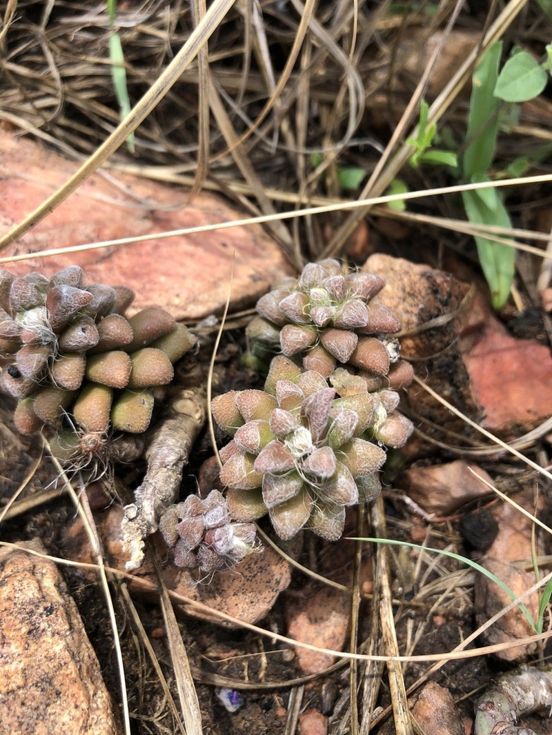 Anacampseros subnuda photo 7