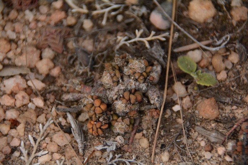 Anacampseros subnuda photo 8