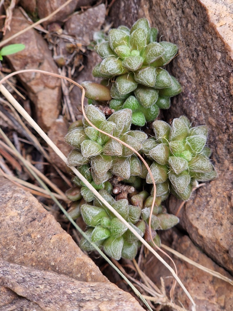 Anacampseros subnuda subsp. subnuda