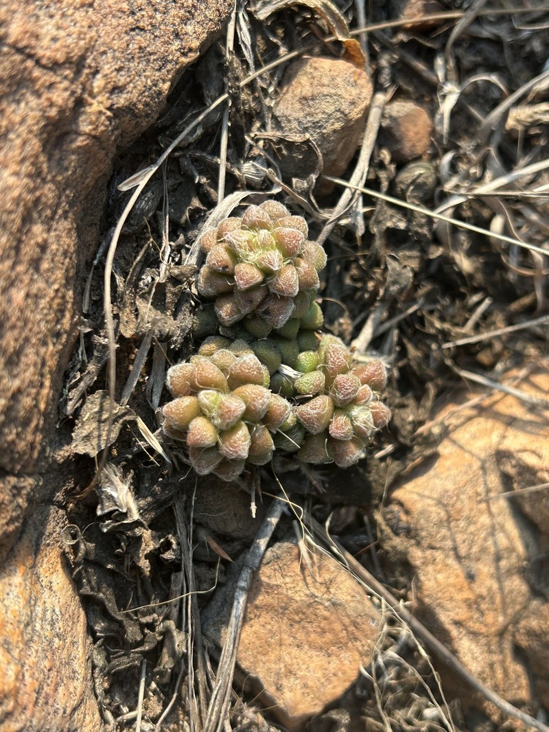 Anacampseros subnuda subsp. subnuda photo 2