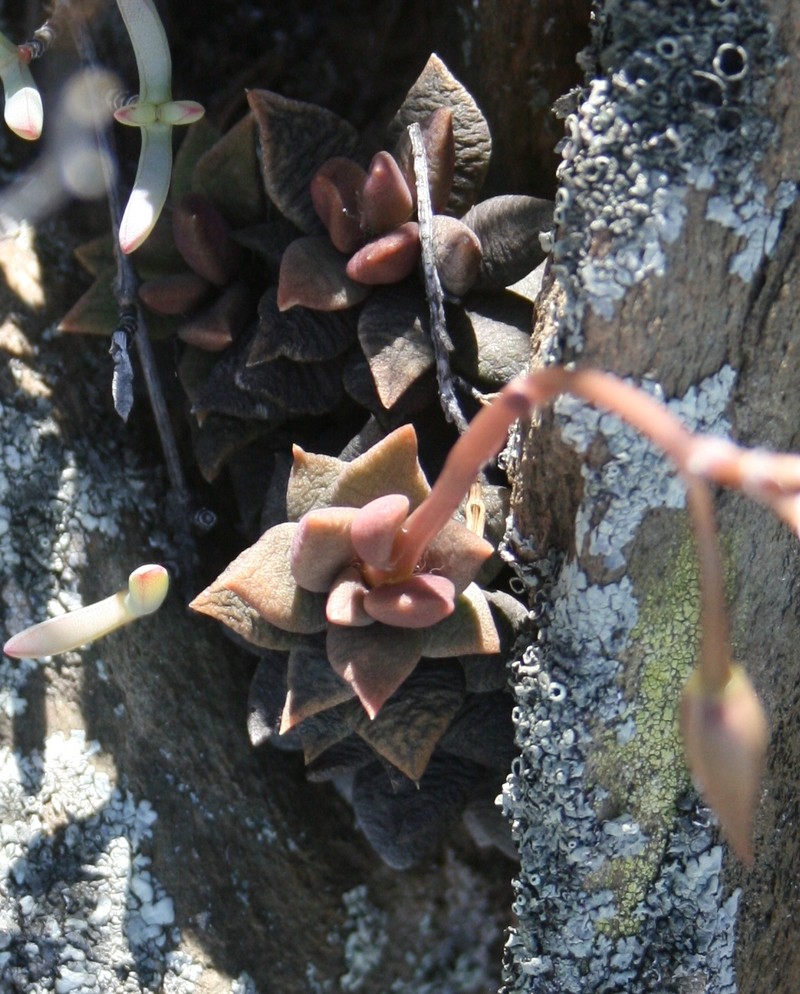 Anacampseros telephiastrum