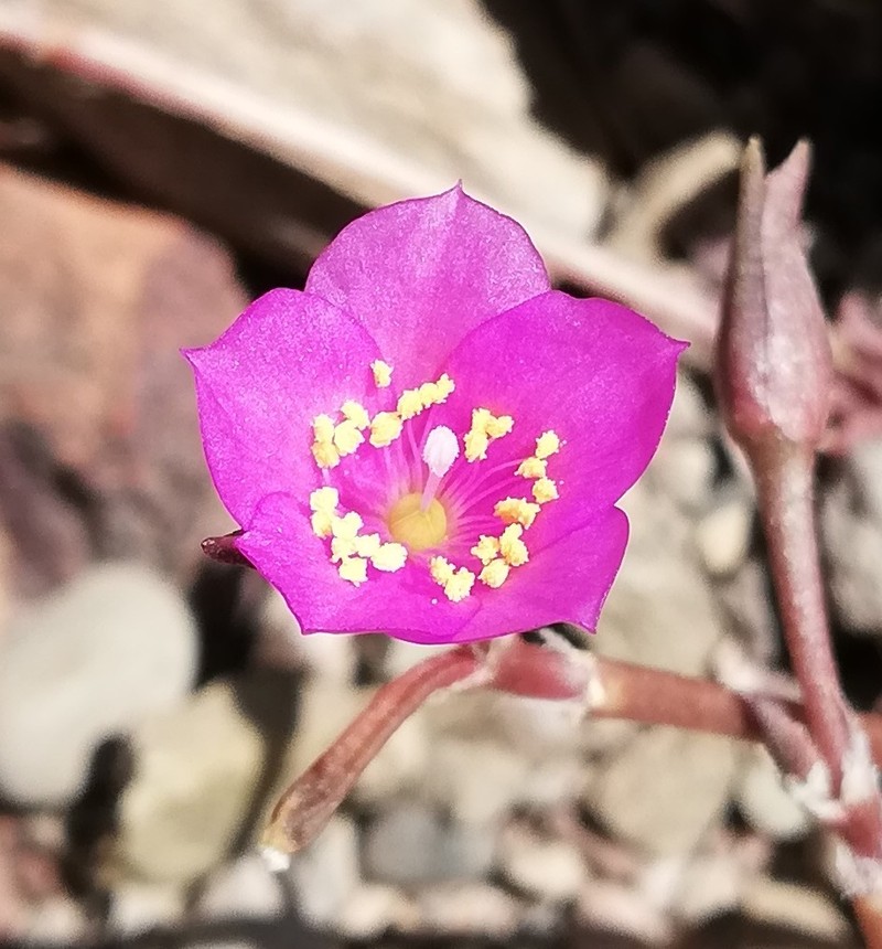 Anacampseros telephiastrum photo 2