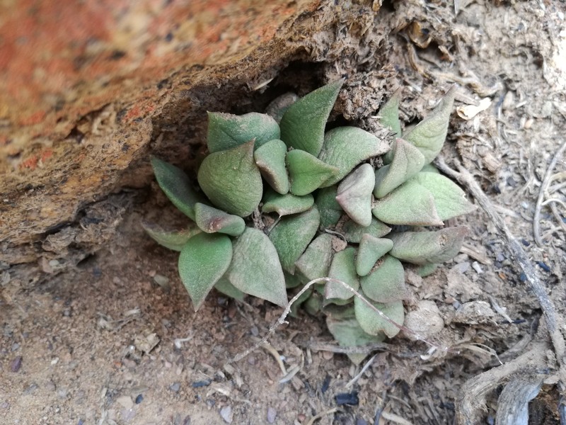 Anacampseros telephiastrum photo 3
