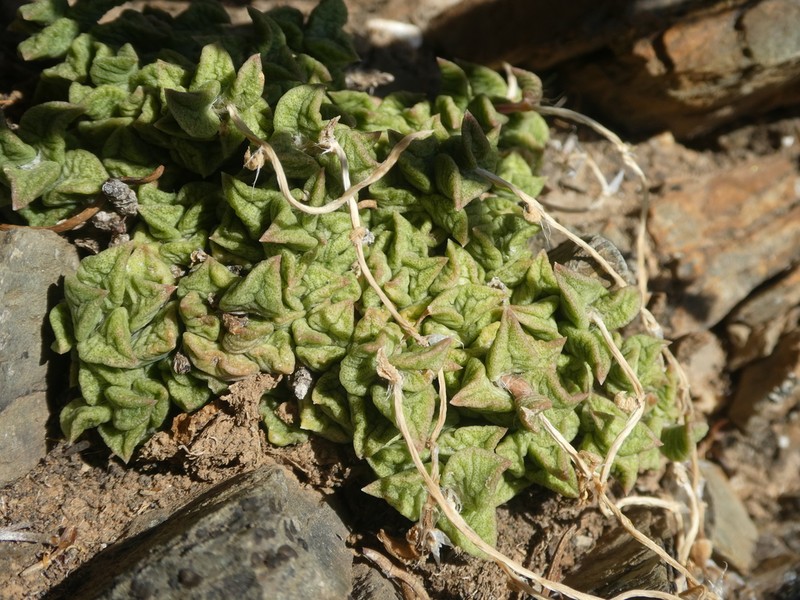 Anacampseros telephiastrum photo 4