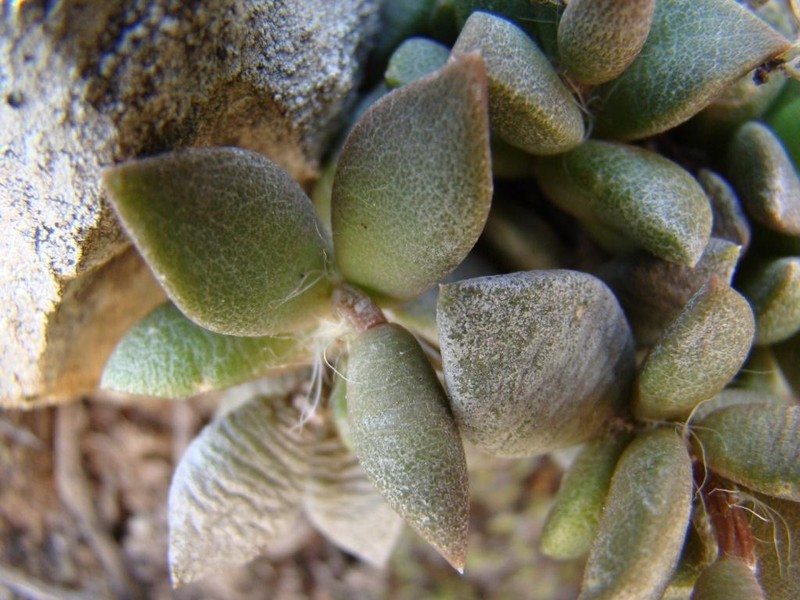Anacampseros telephiastrum photo 6